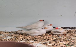 Canaries birds for sale: Beautiful Canaries, Goldfinches, Zebras, Bengies!! - Image 3