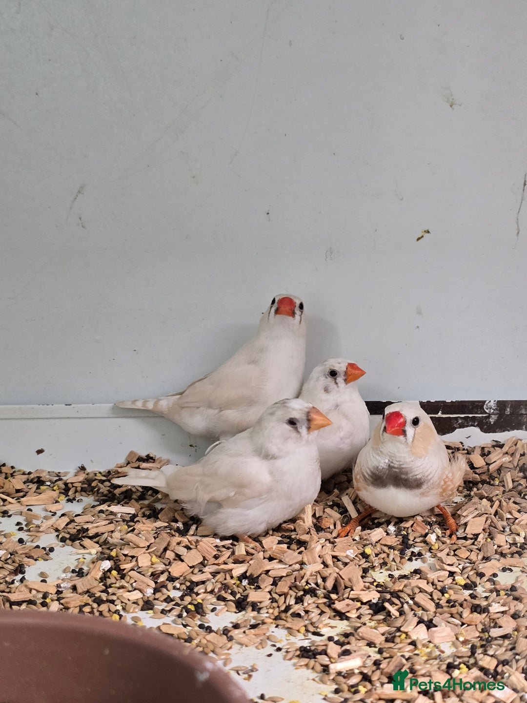 Canaries birds for sale: Beautiful Canaries, Goldfinches, Zebras, Bengies!! - Image 3