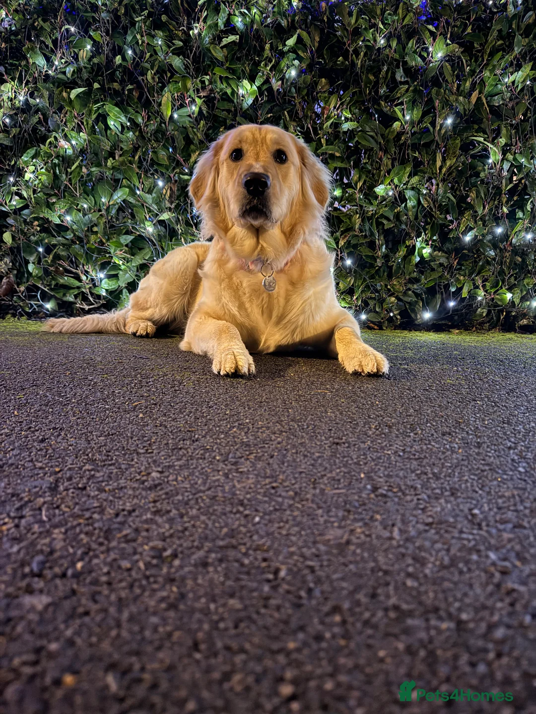 Golden Retriever dogs for sale: Stunning golden girl for sale.  - Advert 10