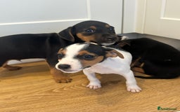 Jack Russell dogs for sale: Traditional Jack Russell Puppies  - Image 6