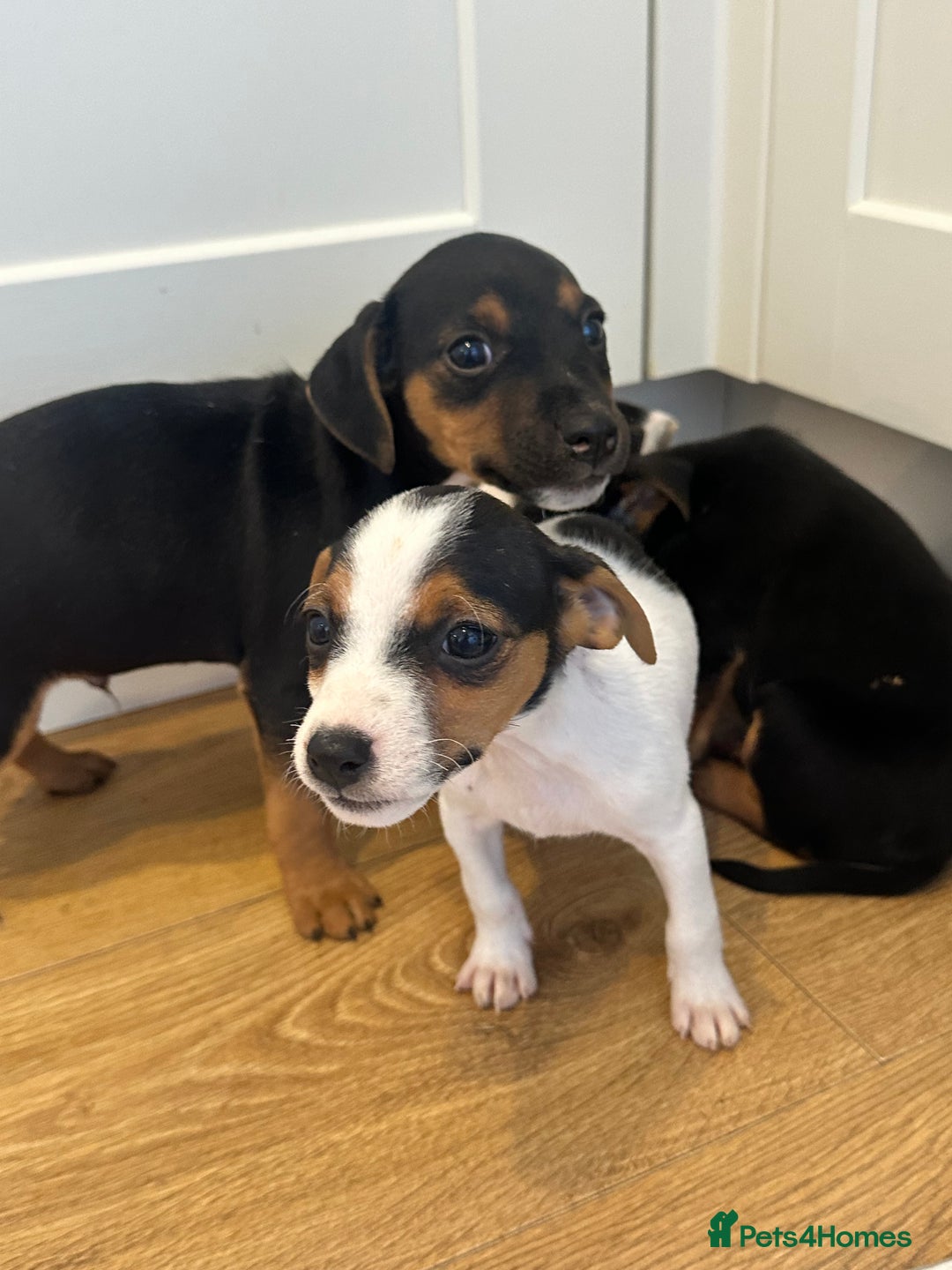 Jack Russell dogs for sale: Traditional Jack Russell Puppies  - Image 6
