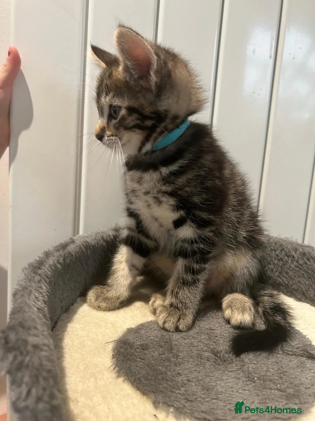Mixed Breed cats for sale: 3 Boy Kittens British Mixed - Advert 2