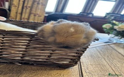 Mixed Breed rabbits for sale: Beautiful baby rabbits  - Image 5