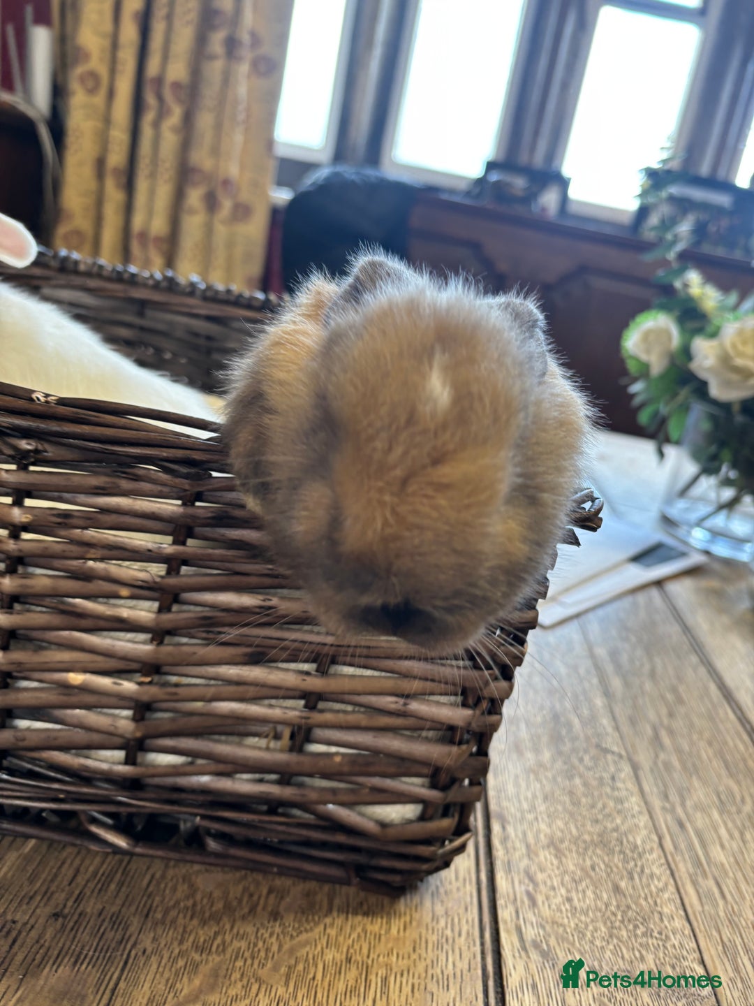 Mixed Breed rabbits for sale: Beautiful baby rabbits  - Image 5