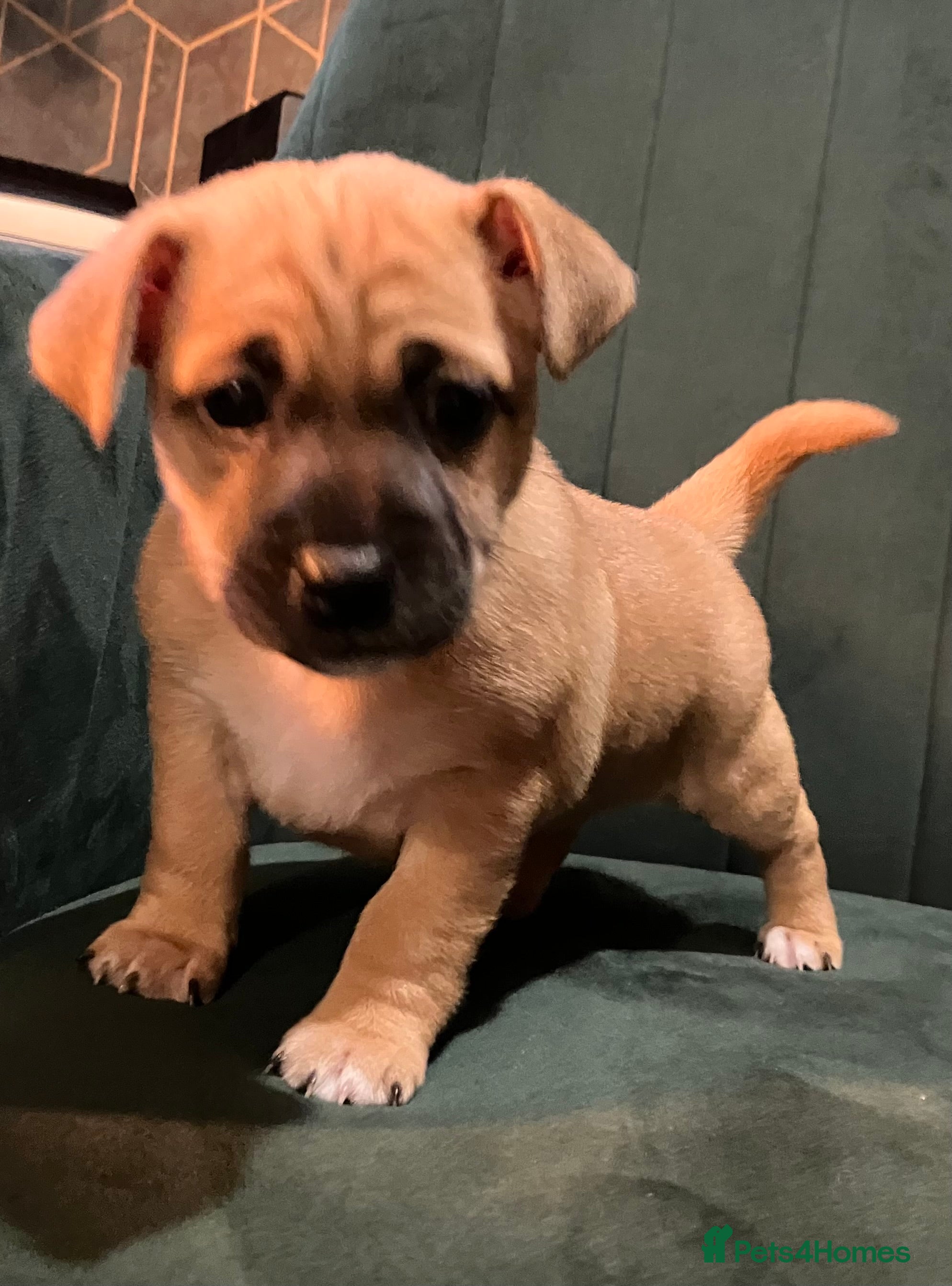 Jack Russell dogs Jack Russell girl puppies x1 left - Advert 14