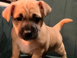 Jack Russell dogs Jack Russell girl puppies x1 left - Advert 14