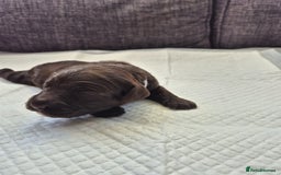 Sproodle dogs for sale: 2 choc girls left and 1 white & brown boy - Image 8