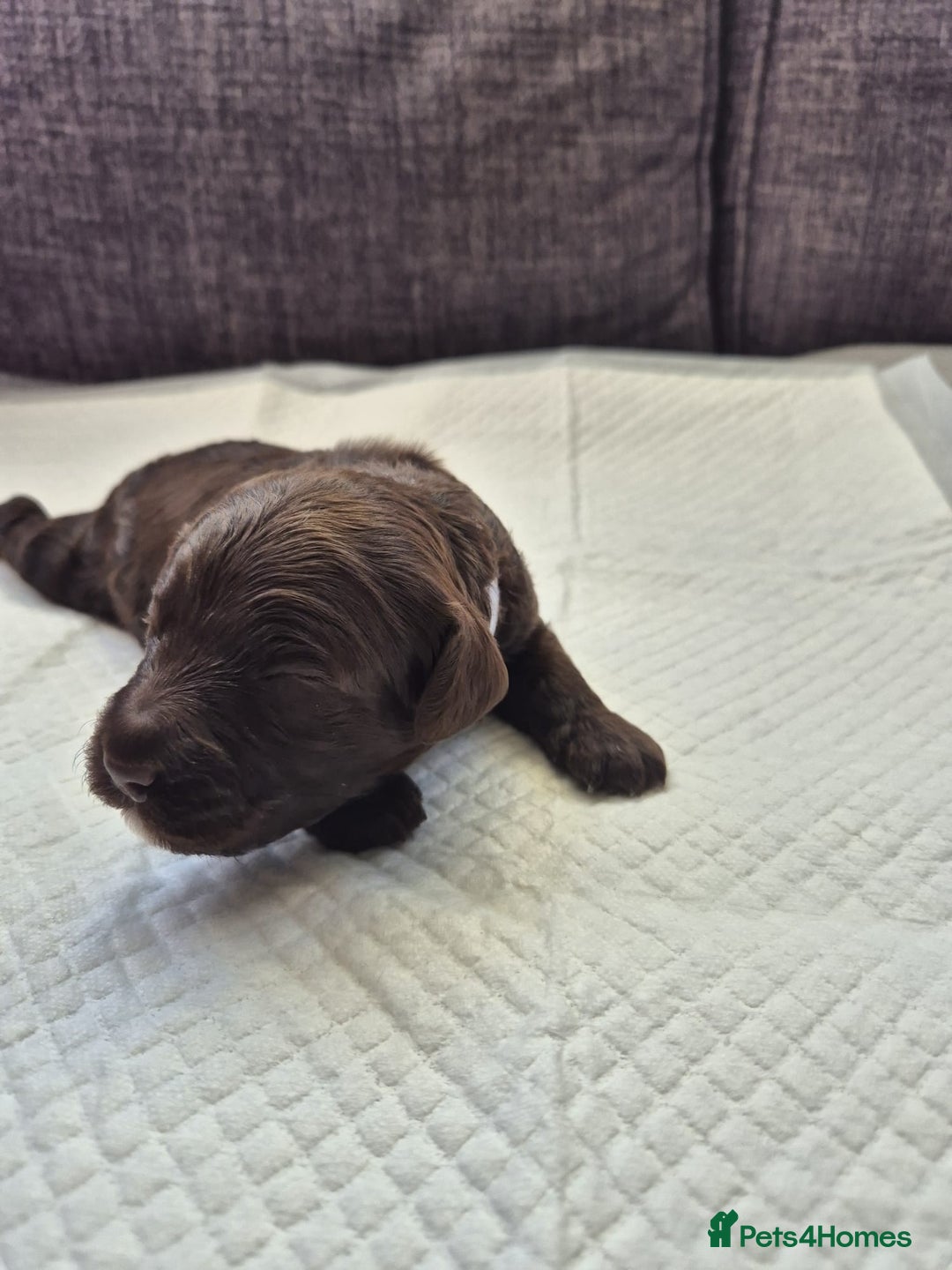 Sproodle dogs for sale: 2 choc girls left and 1 white & brown boy - Image 8
