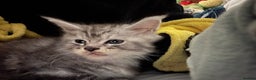 Maine Coon cats for sale: Purebred Maine Coon Stunning Kittens - Advert 7