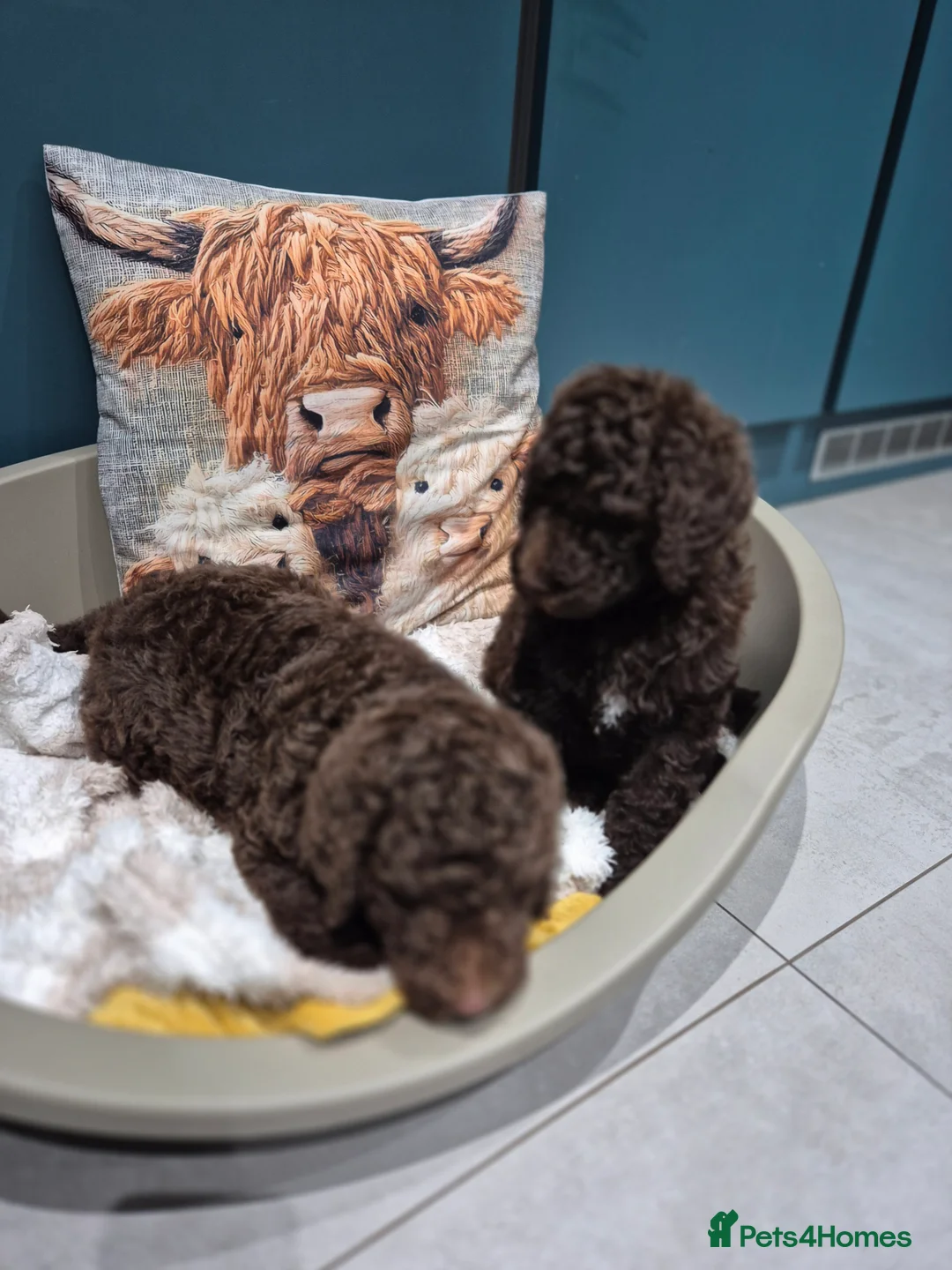 Standard Poodle dogs for sale: Fully vaccinated Standard Poodles two Males left - Advert 2