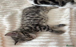 British Longhair cats for sale: Beautiful kittens for sale - Image 4