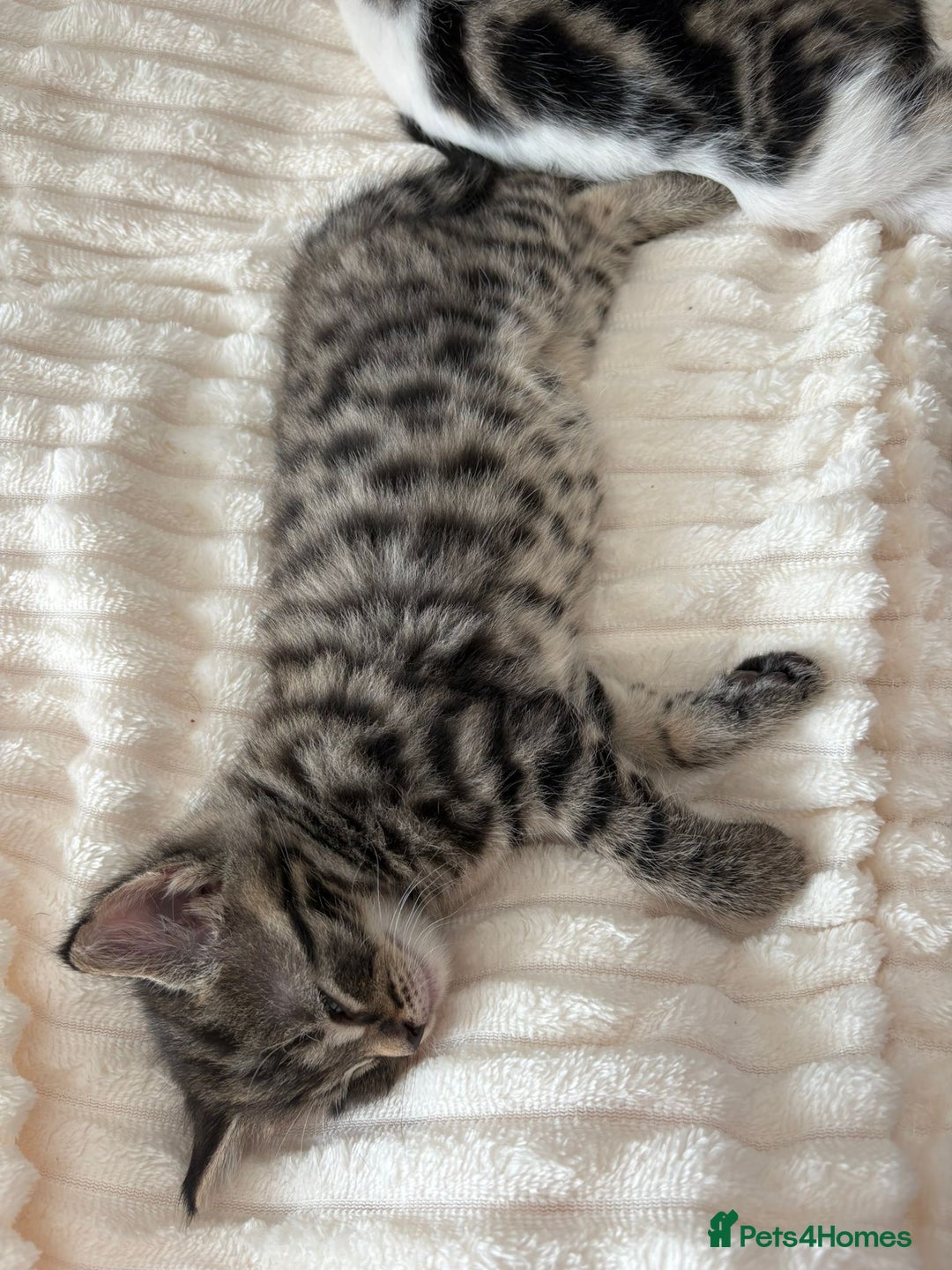 British Longhair cats for sale: Beautiful kittens for sale - Image 4