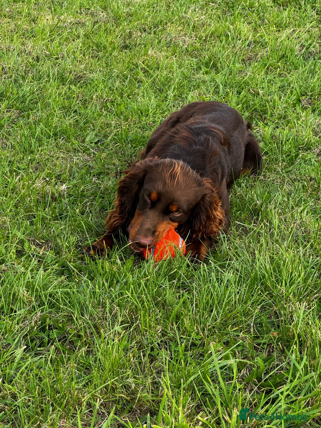 Sprocker dogs for sale: Home-Reared Sprocker Puppies  - Advert 7