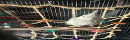 Cockatiels birds for sale: 8 month old female cinnamon pied cockatiel - Advert 3