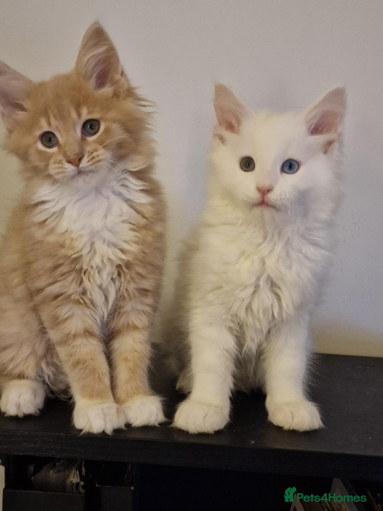 Maine Coon cats MAINE COON KITTENS WITH WORLD CHAMPION BLOODLINES - Advert 10