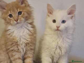 Maine Coon cats MAINE COON KITTENS WITH WORLD CHAMPION BLOODLINES - Advert 16
