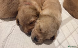 Golden Retriever dogs for stud: Beautiful Golden Retriever available for Stud in Wrexham - Image 12