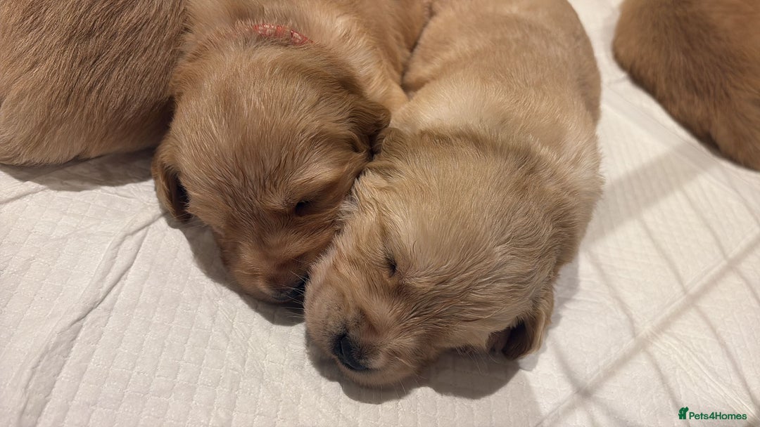 Golden Retriever dogs for stud: Beautiful Golden Retriever available for Stud in Wrexham - Image 12