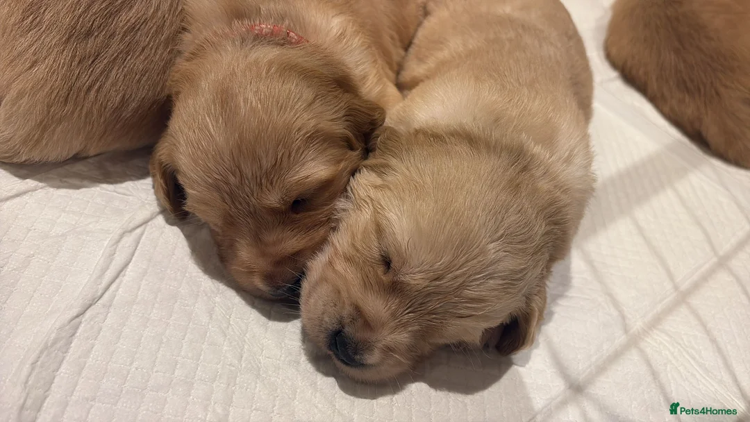 Golden Retriever dogs for stud: Beautiful Golden Retriever available for Stud in Wrexham - Advert 12