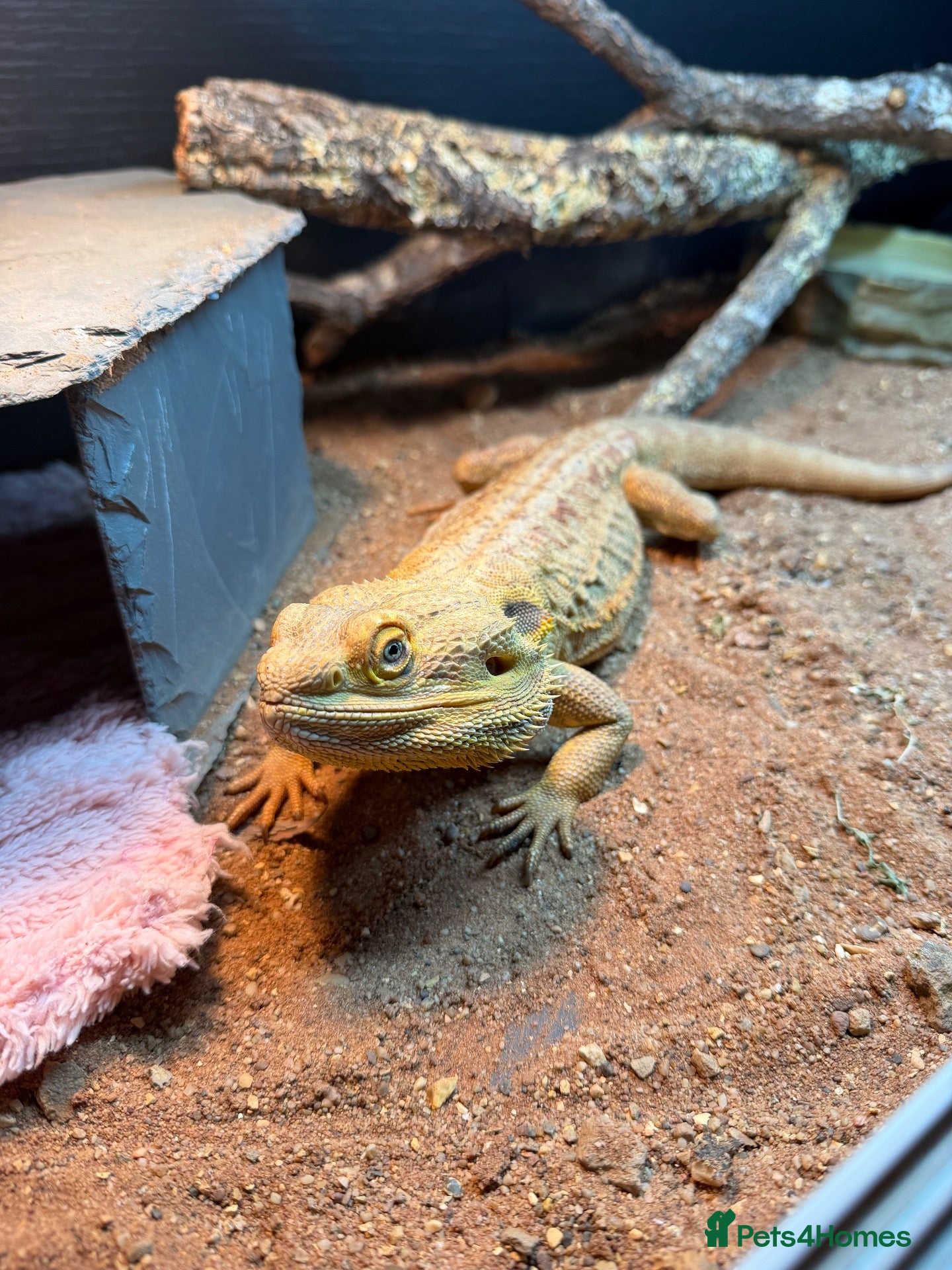 Bearded Dragon reptiles Male Bearded Dragon with full Vivarium setup - Advert 1