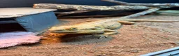 Bearded Dragon reptiles for sale: Male Bearded Dragon with full Vivarium setup in Blackwood - Advert 1