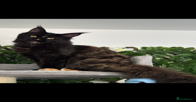 Maine Coon cats - Advert 11