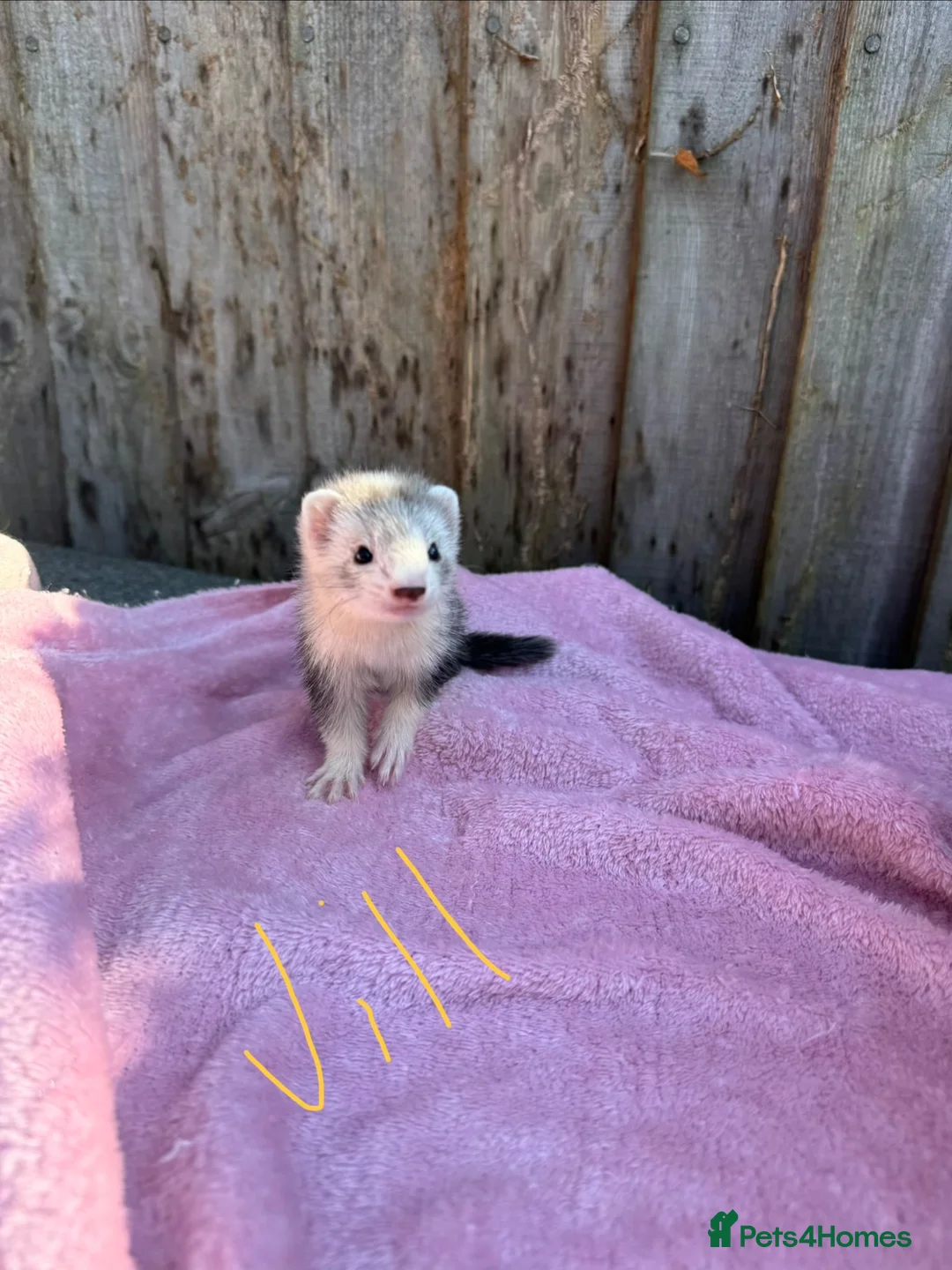 Ferret rodents for sale: Micro/whippet ferret kits  in Leicester - Advert 2