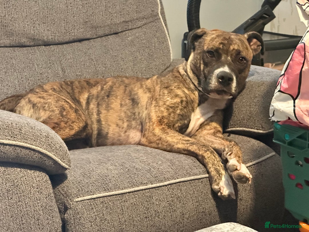 Mixed Breed dogs for sale: Xena American bulldog x bullmastiff  - Image 1