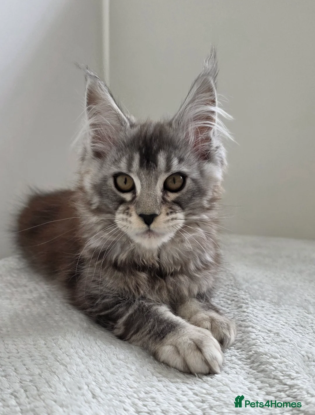 Maine Coon cats for sale: Maine Coon kittens from champion line - Advert 1
