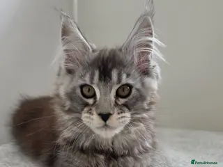 Maine Coon cats Maine Coon kittens from champion line - Advert 3