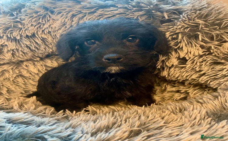 Jackapoo dogs - Advert 2