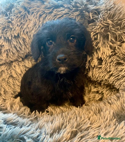 Jackapoo dogs - Advert 2