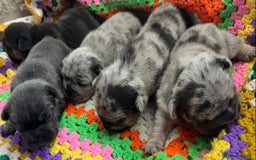 French Bulldog dogs for stud: STUD Full Fluffy Visual Merle £500  in Liverpool - Image 23