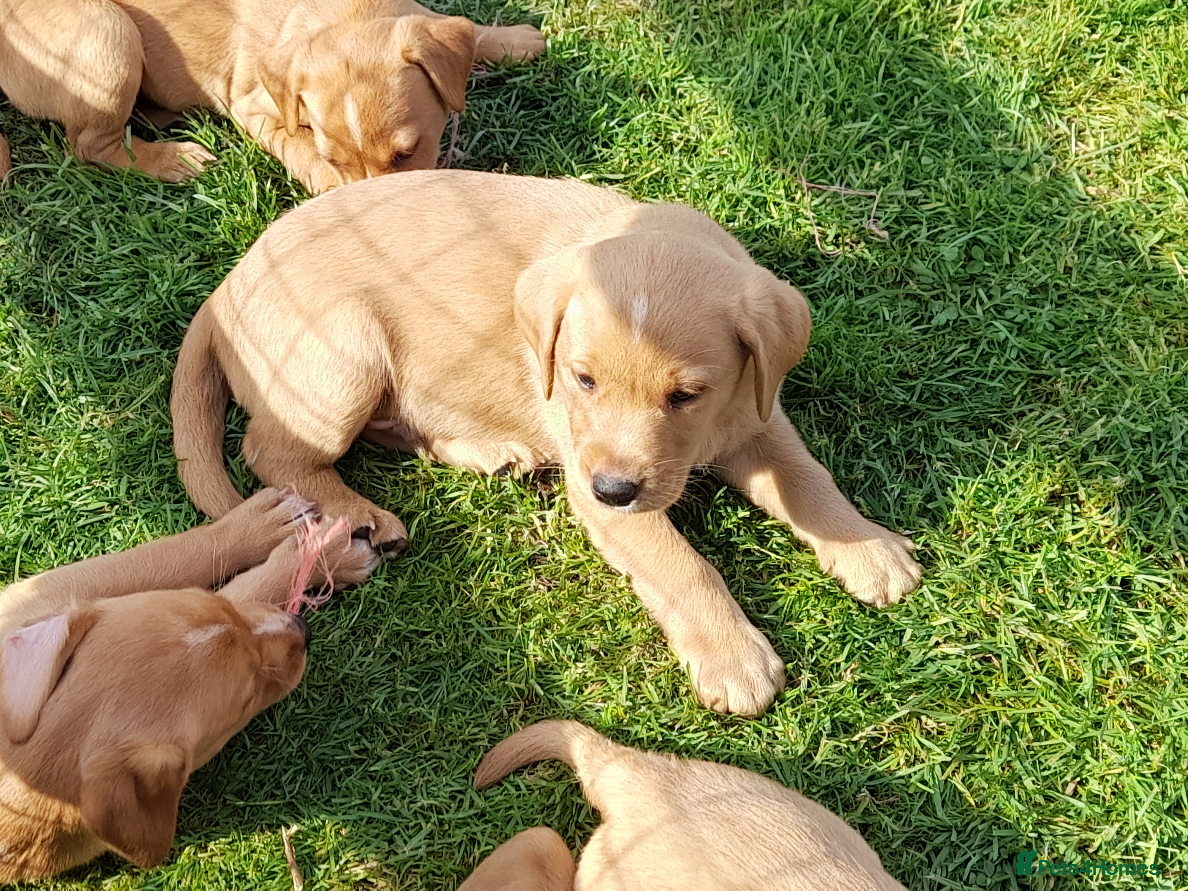 Labrador Retriever dogs for sale: Fox Red Labrador Puppies ready 05.06.26 - Advert 17