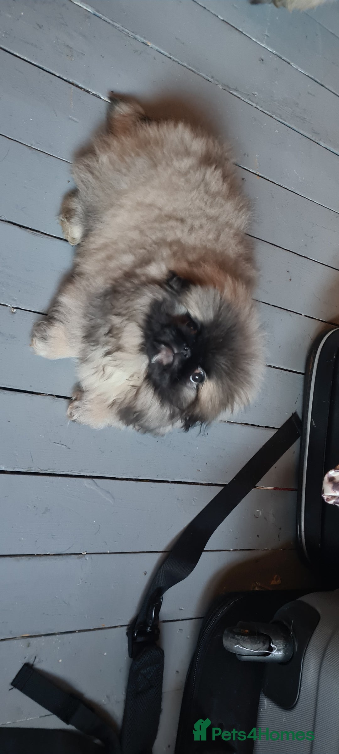 Pekingese dogs for sale: Pekingese puppys (Champion Bloodlines) - Advert 10