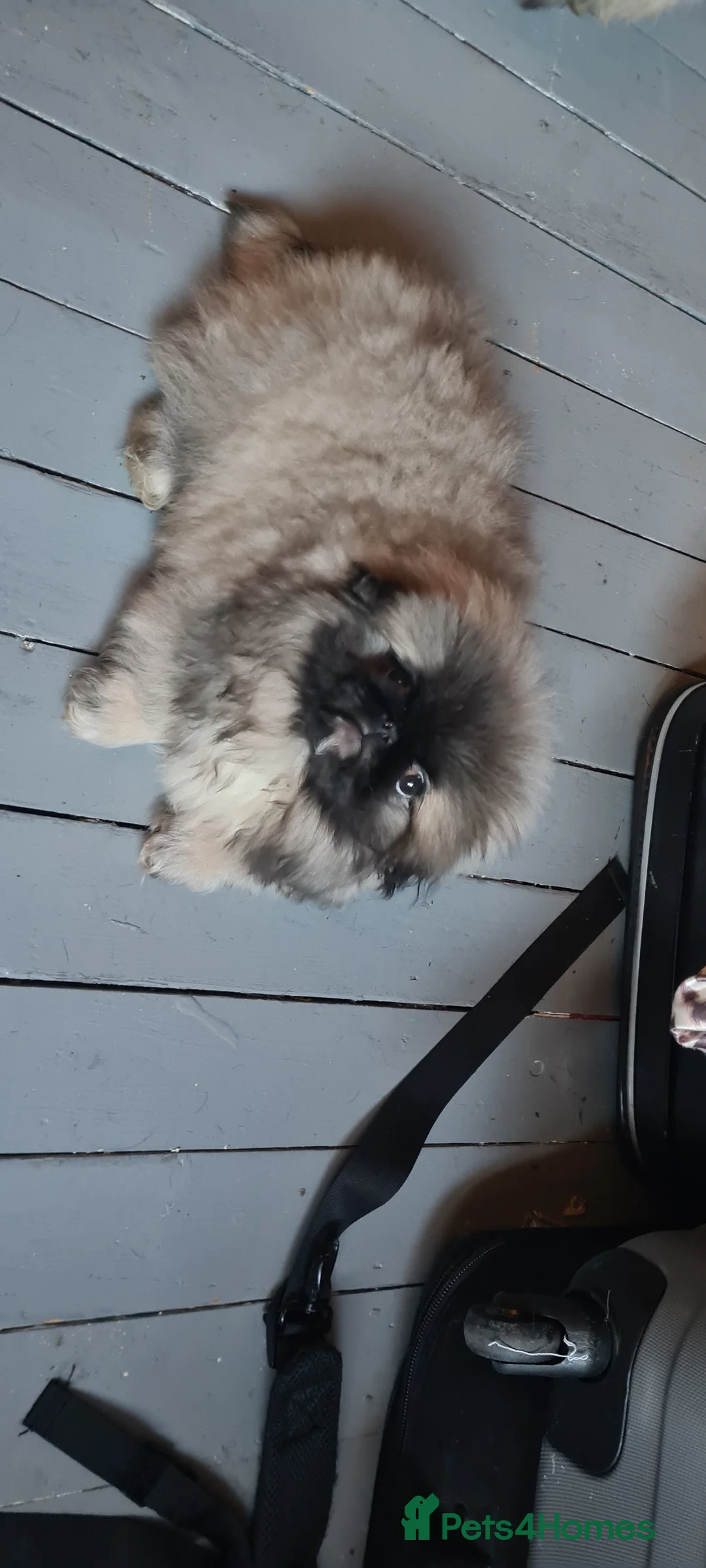 Pekingese dogs for sale: Pekingese puppys (Champion Bloodlines) - Advert 10
