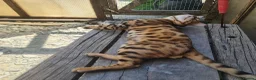 Bengal cats for sale: Super Affectionate & Playful.  Breed Quality  - Advert 4