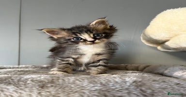 Maine Coon cats - Advert 2