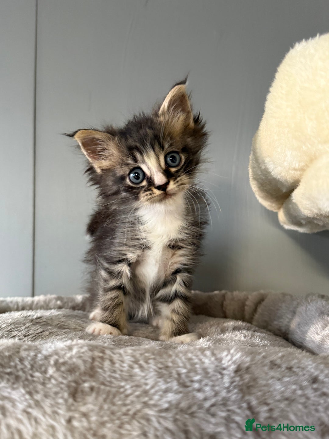 Maine Coon cats for sale: Maine Coon Kittens  - Image 2