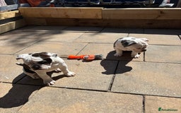Olde English Bulldogge dogs for sale: LAST BABY GIRL both jabs microchipped pricedrop - Image 16