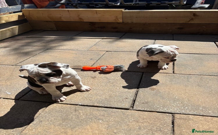 Olde English Bulldogge dogs - Advert 6
