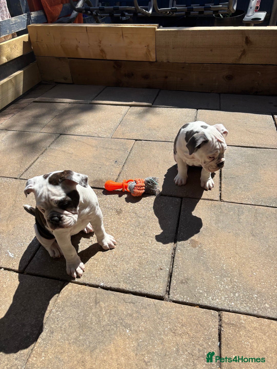 Olde English Bulldogge dogs for sale: LAST BABY GIRL both jabs microchipped pricedrop - Image 16