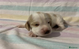 Cocker Spaniel dogs for sale: Lemon and white working cocker spaniels  - Image 9