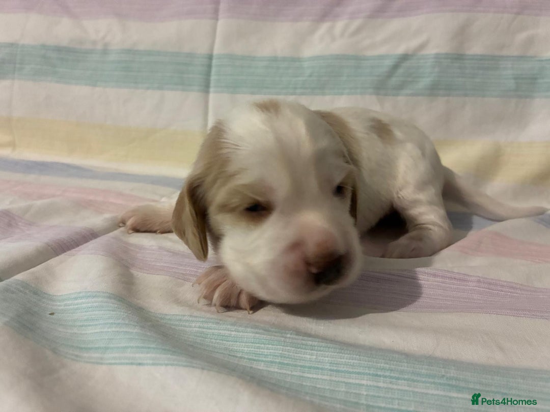 Cocker Spaniel dogs for sale: Lemon and white working cocker spaniels  - Image 9