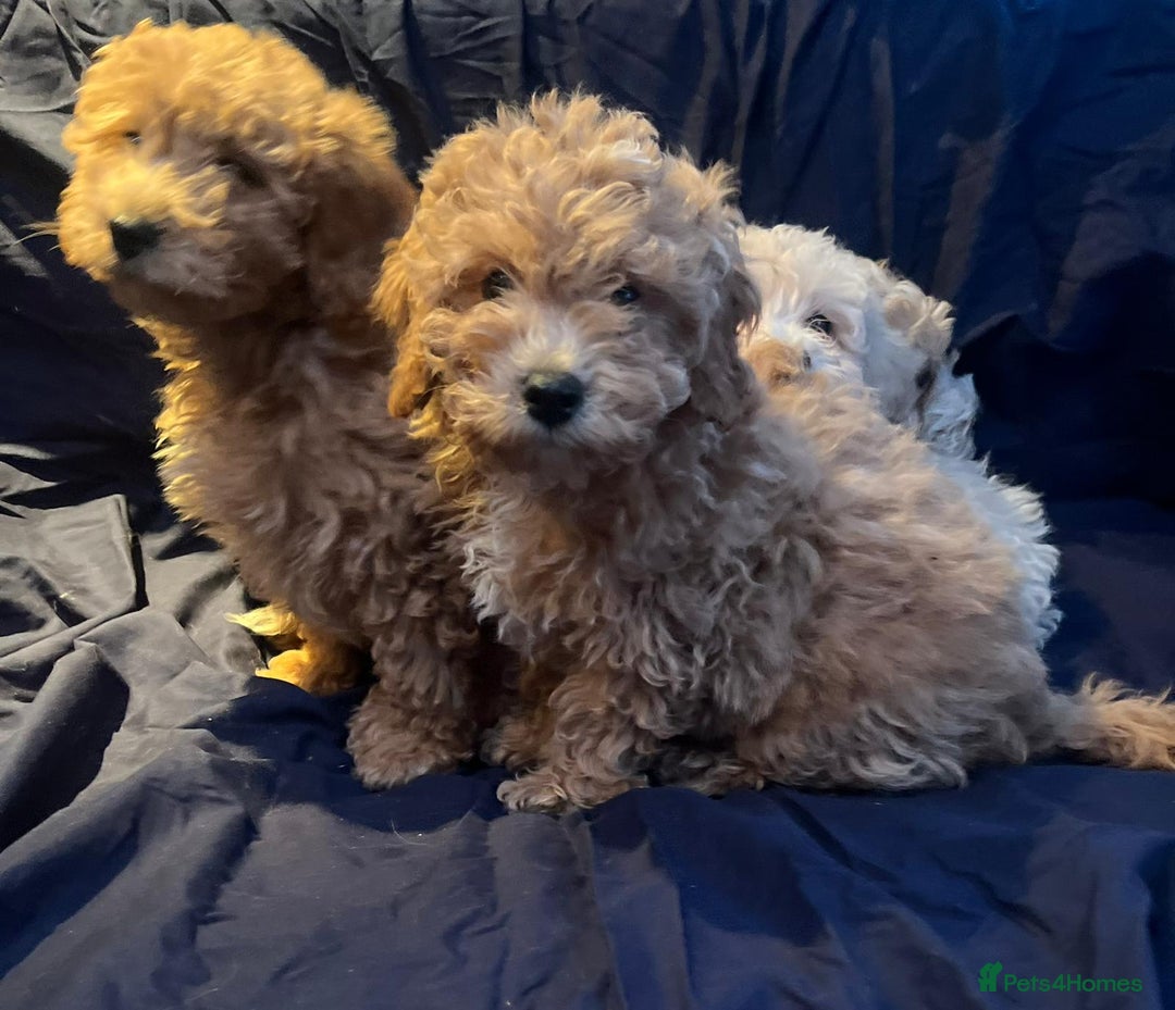 Cavapoo dogs for sale: Cavapoo puppy's  - Image 7