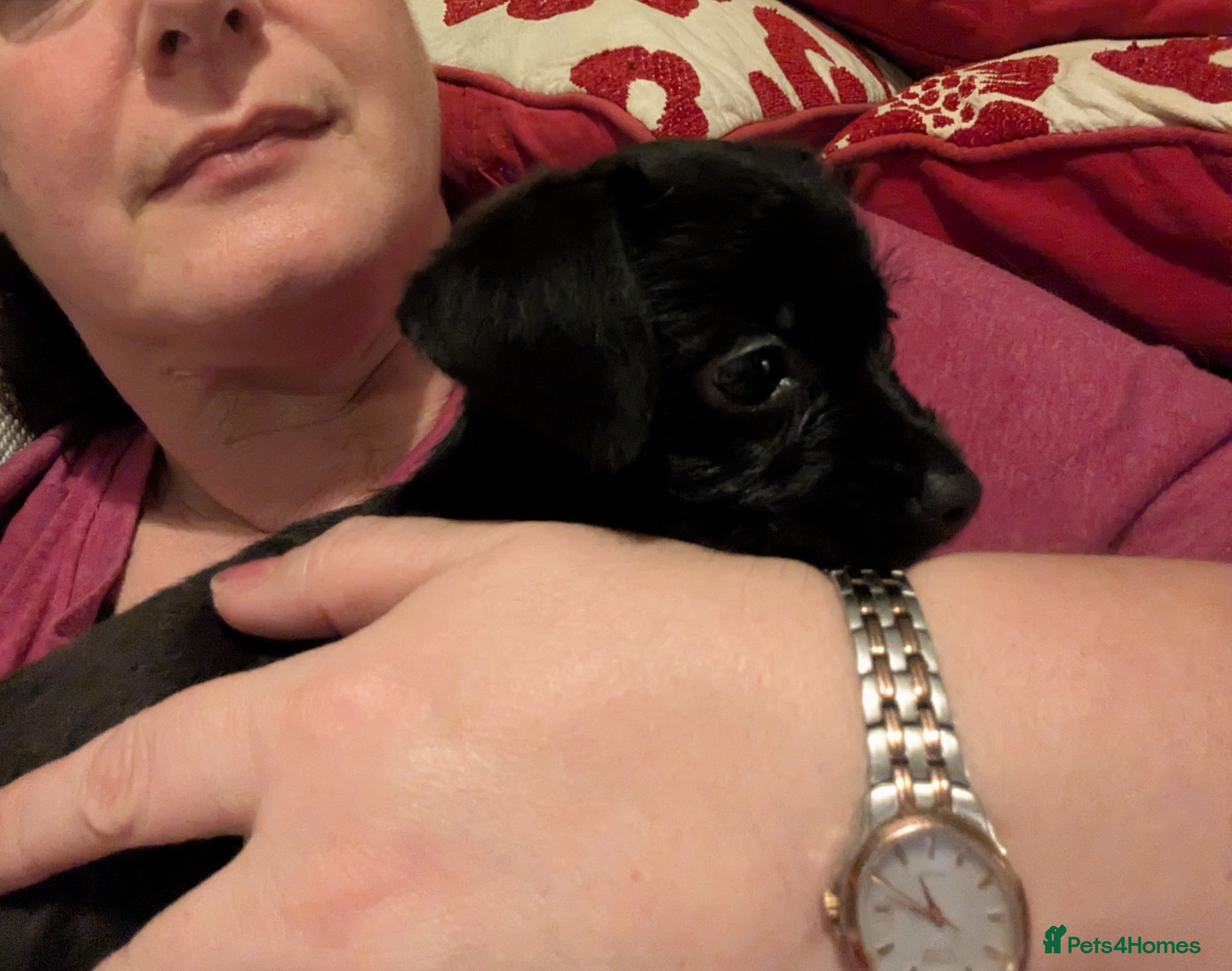 Chipoo dogs Non shed, health tested  chipoo girl - Advert 3