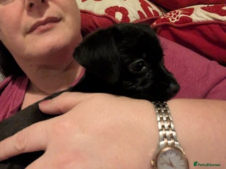 Chipoo dogs Non shed, health tested chipoo girl - Advert 3