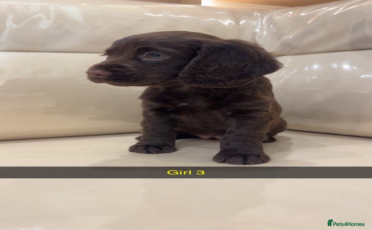 Cocker Spaniel dogs - Advert 6