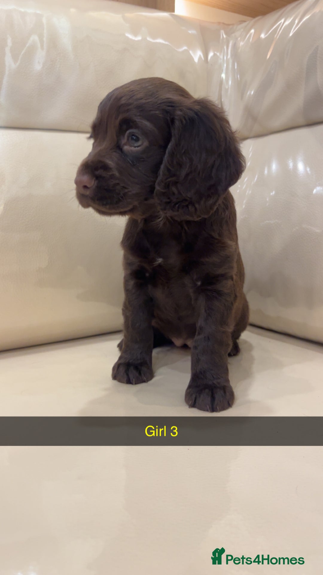 Cocker Spaniel dogs for sale: Cocker spaniel puppies  - Image 1