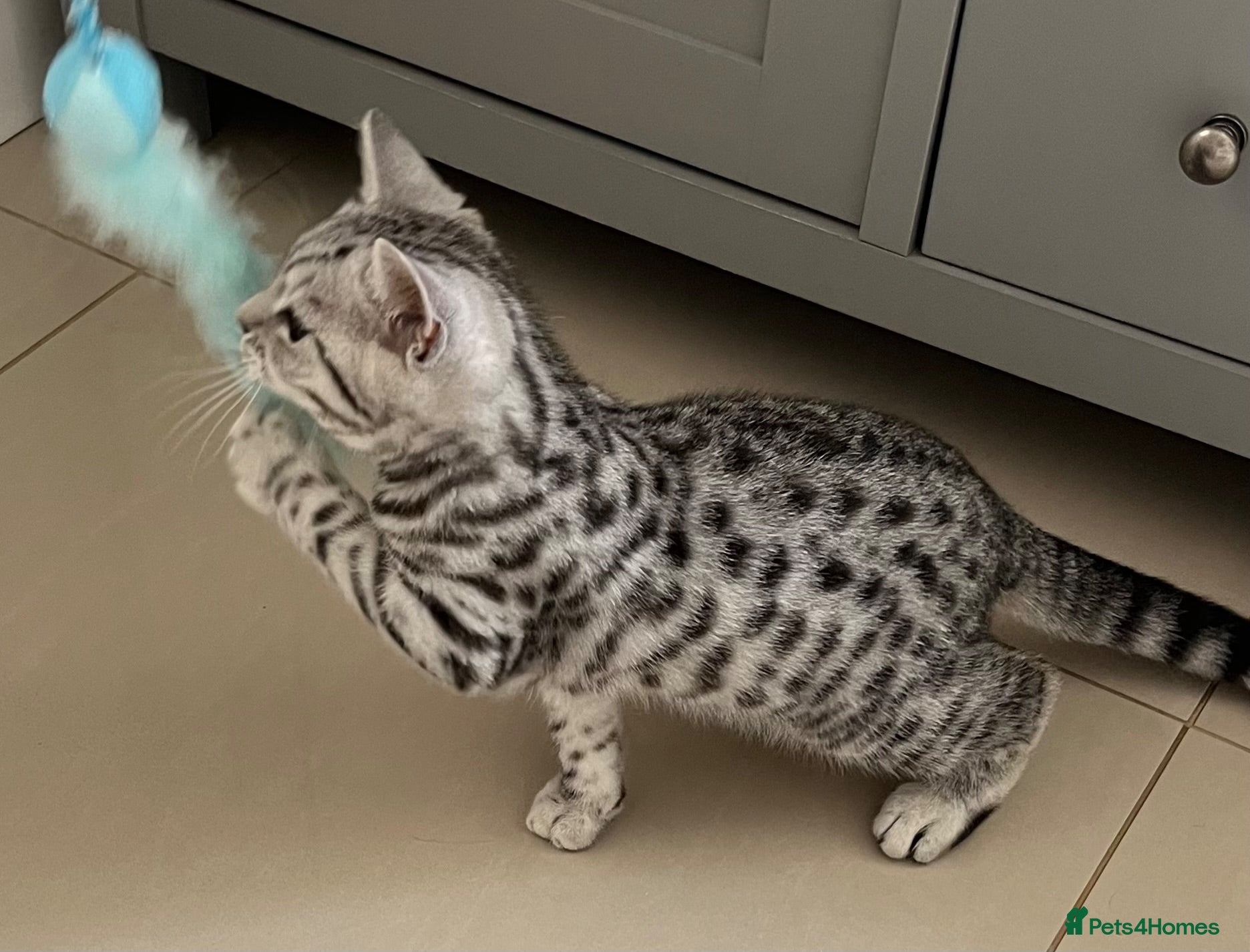 British Shorthair cats British Shorthair GCCF registered Ready now.   - Advert 2